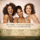 Sea Moss Capsules – 92 Mineral-Rich Formula for Daily Energy